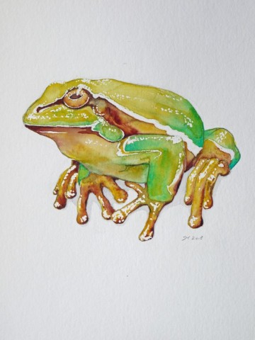 Aquarellbild eines grünen Frosches vor weissem Hintergrund